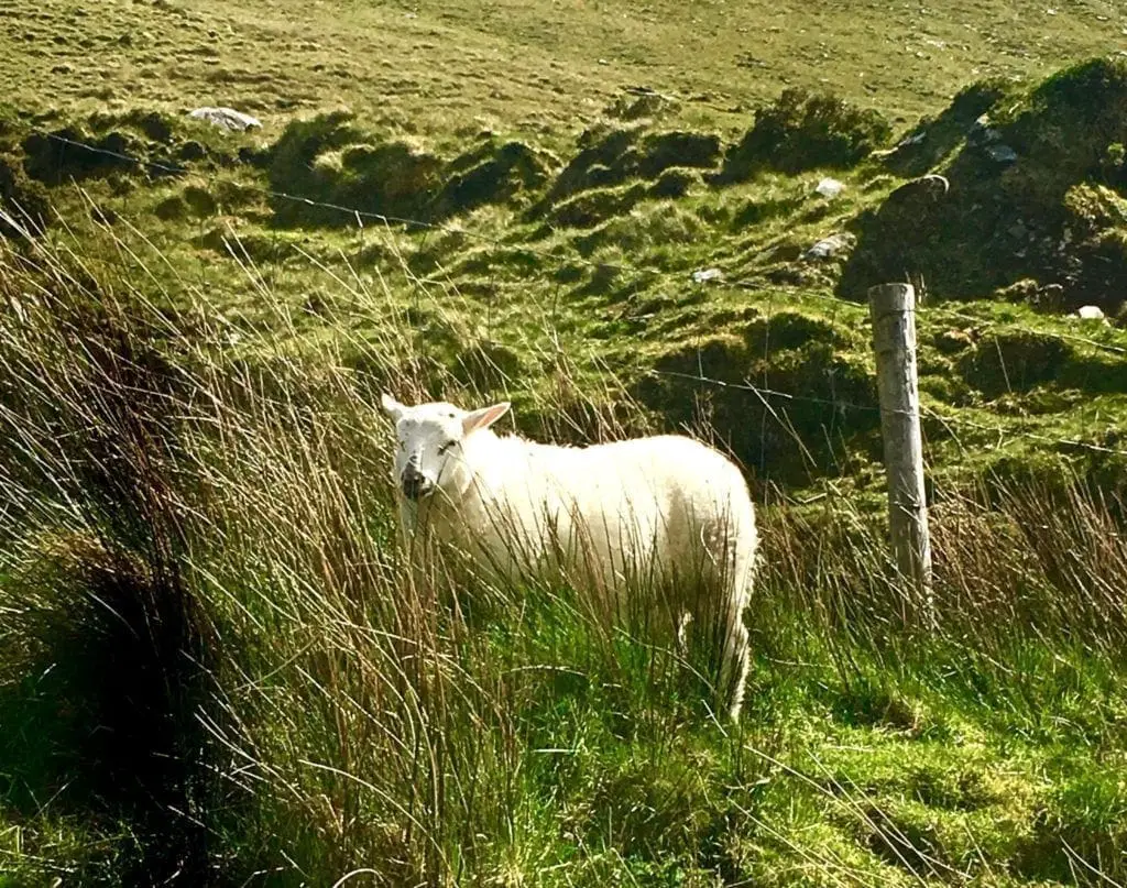 CONOR PASS IRELAND SHEEP