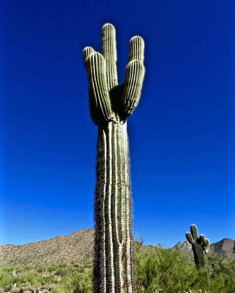 Lost dog wash trail arizona