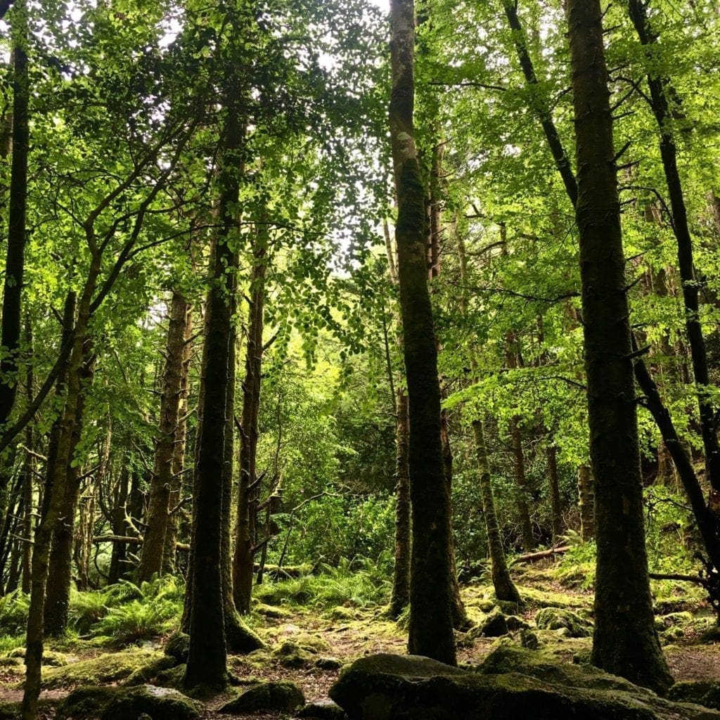 Trees killarney national park muckross ireland theroadtaken2