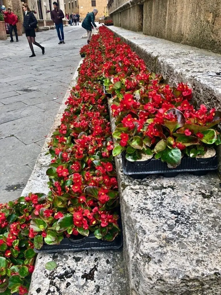 Flower seller pienza italy