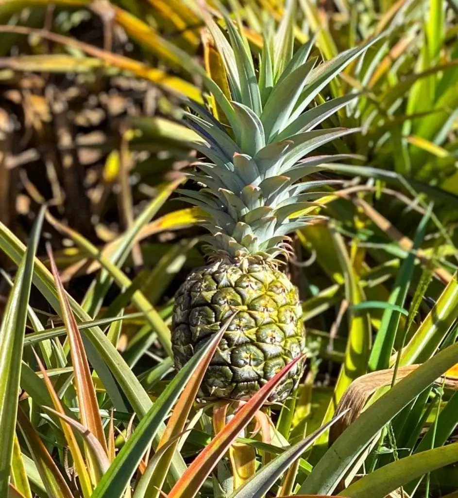 Oahu Travel Guide Pineapple Plantation Hawaii