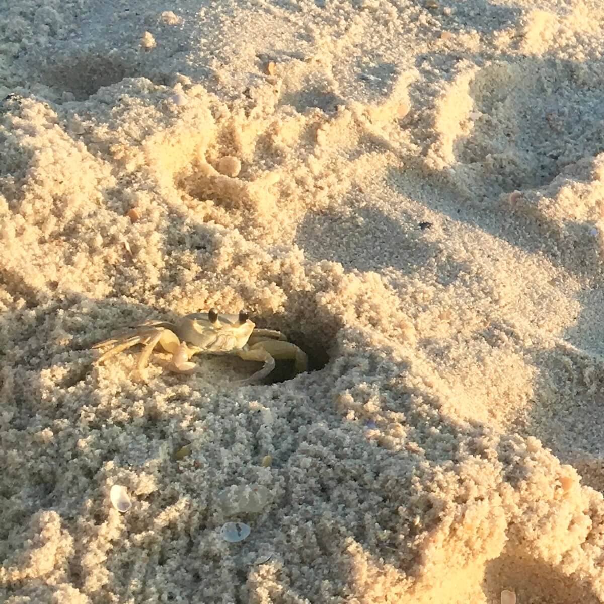 Crab in sand st george island