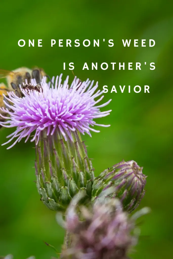The THISTLE WEED PLANT SAVIOR QUOTE