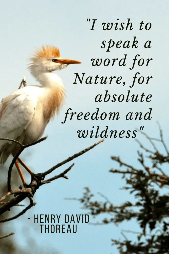 Cattle egret henry david thoreau quote nature