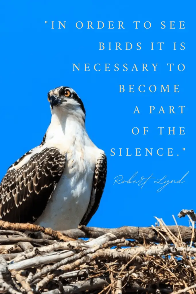 osprey bird nature quote
