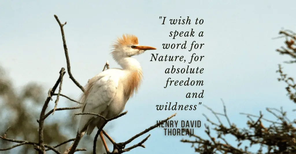 Cattle Egret Nature Henry David Thoreau Quote