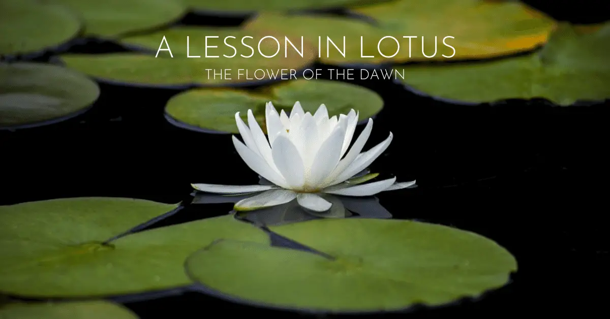 Discovering the Flower of the Dawn | A Look Into the Lotus