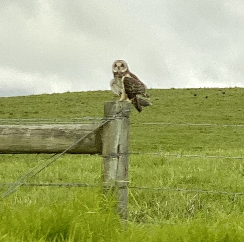 Pueo Owl Big Island Hawaii Mauna Kea