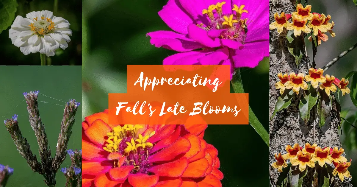 Appreciating Late-Blooming Fall Flowers | Why These Blooms Are Worth a Second Look