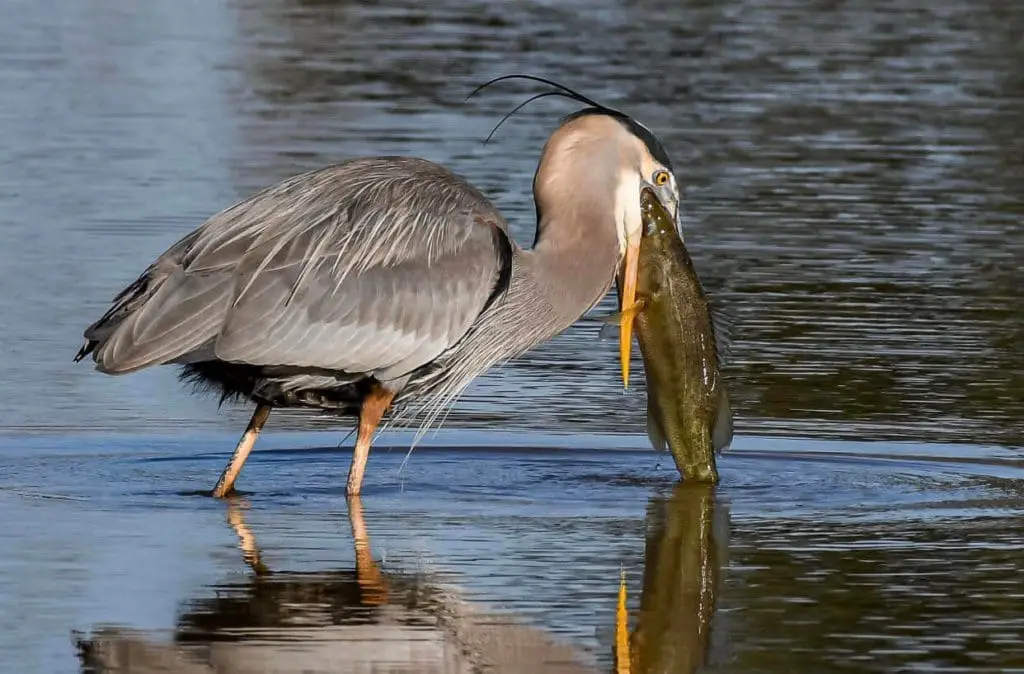 Heron swallowing fish