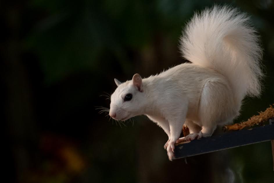 White squirrel on black background