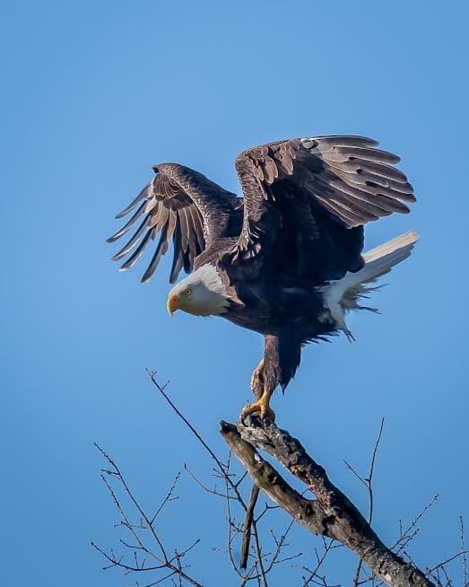 Bald eagle tim badgwell