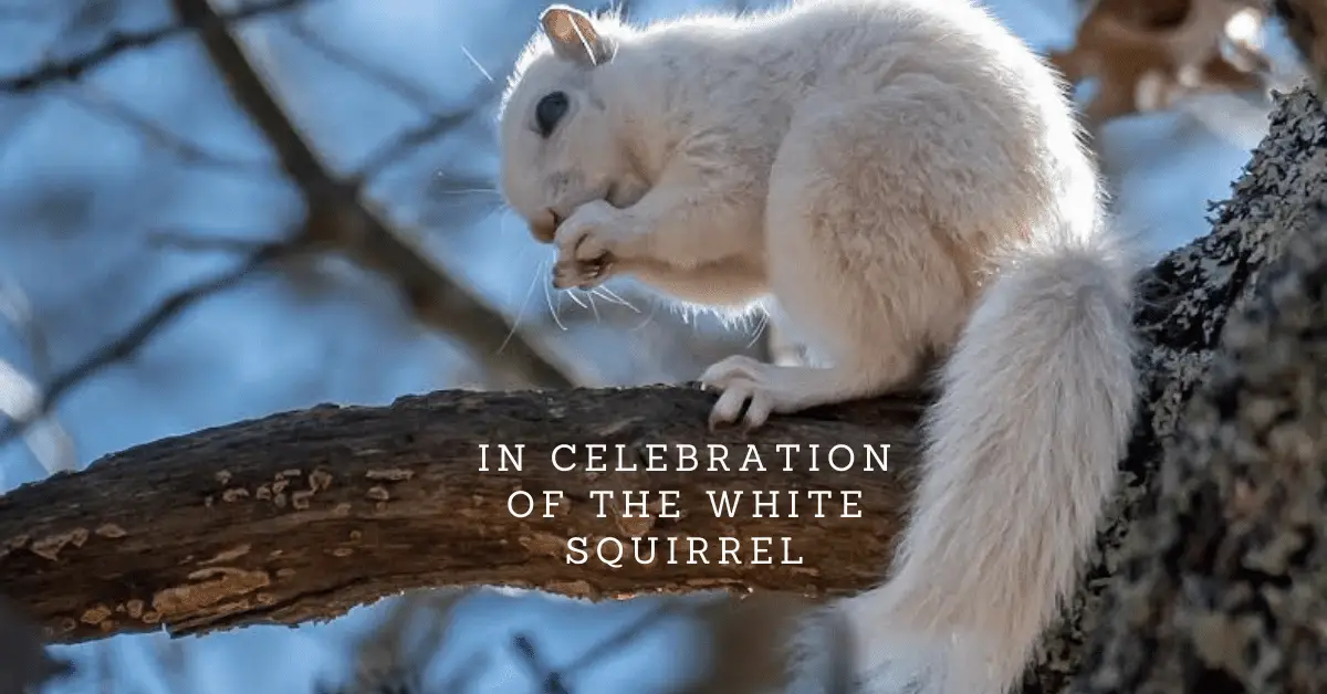 In Celebration of The White Squirrel