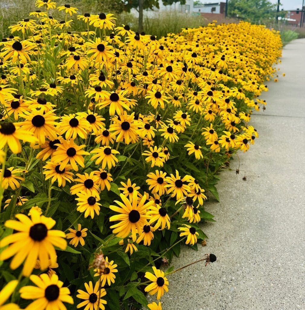 Black eyed susans lexington