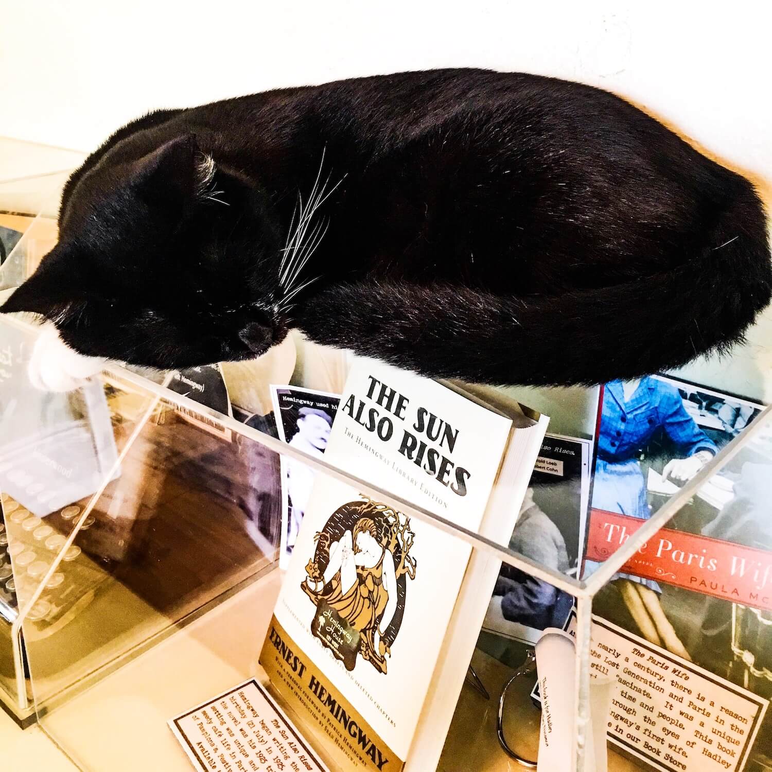 Black cat hemingway house key west