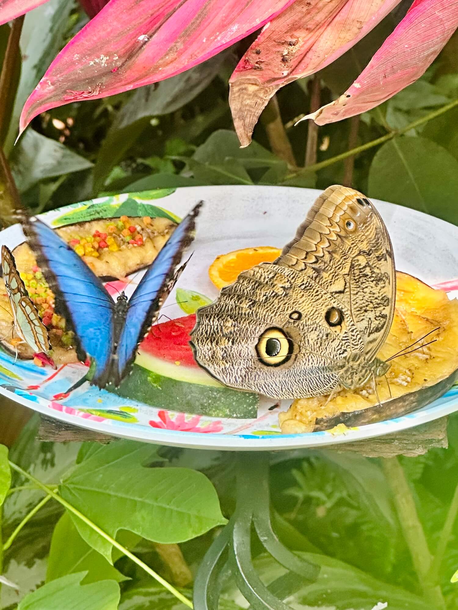 Butterflies key west nature conservatory