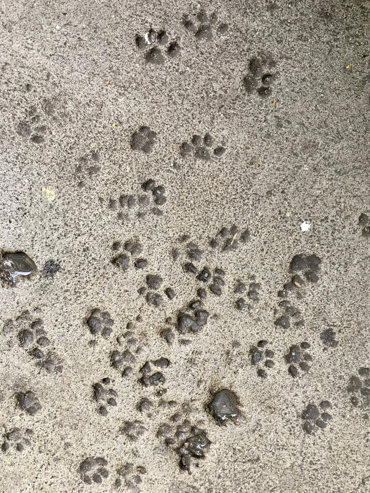 Cat footprints hemingway house key west florida