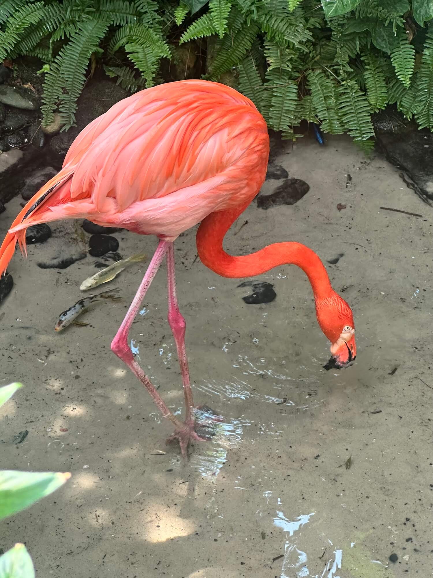 Flamingo key west florida