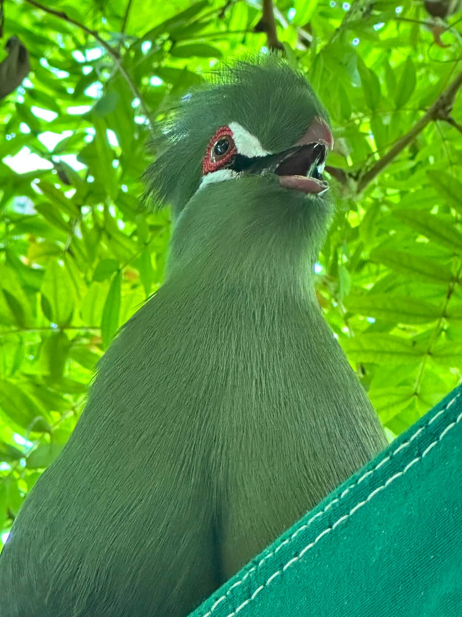 Green turaco key west nature conservatory