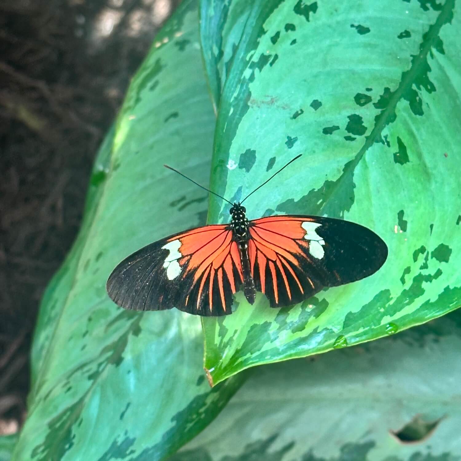 Heliconius butterfly key west florida