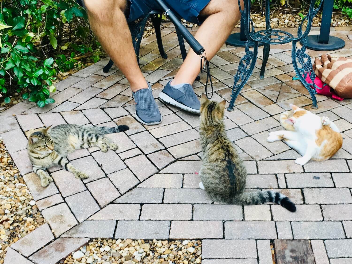 Hemingway cats key west florida