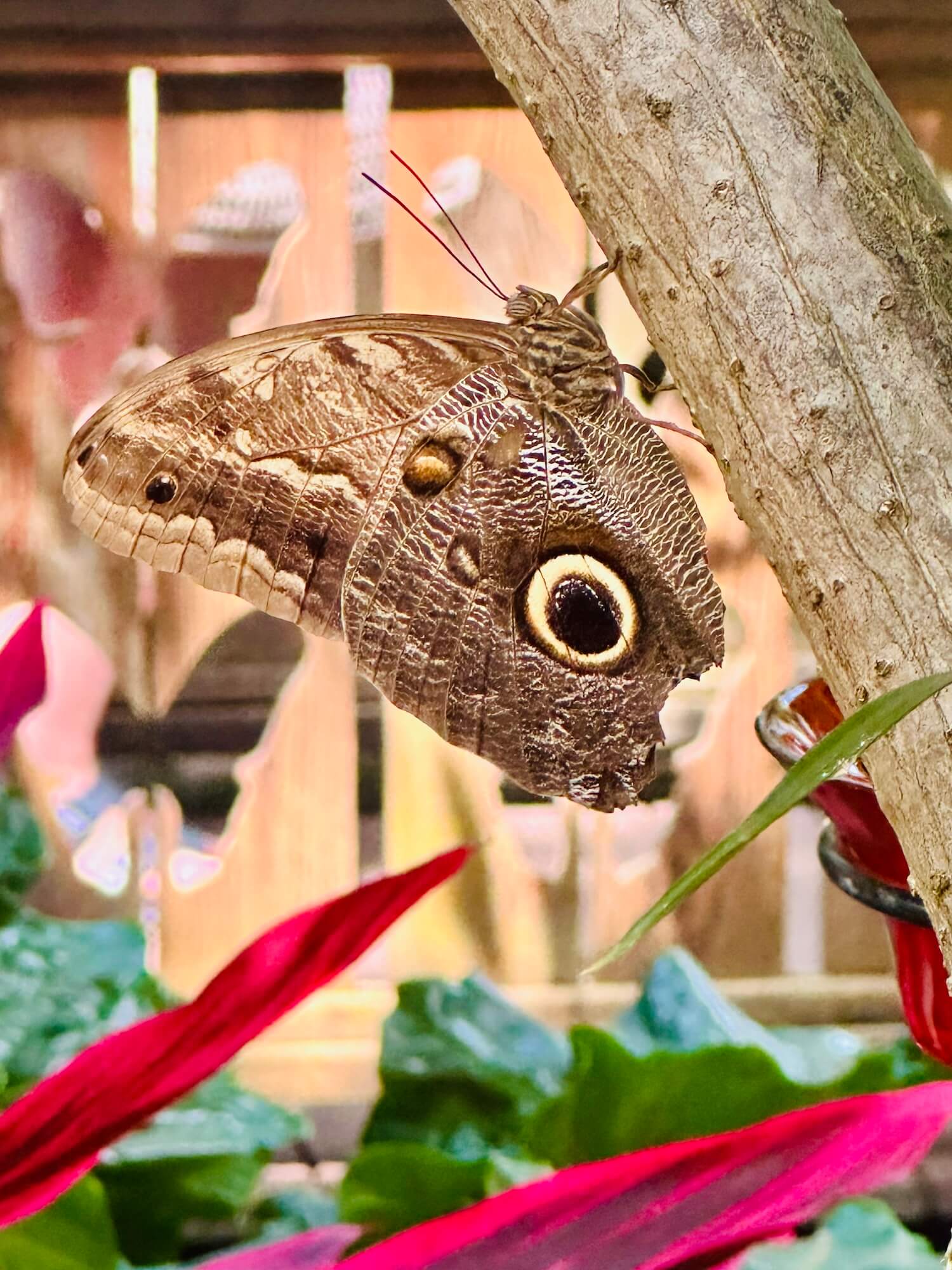 Maligo butterfly key west nature conservatory florida