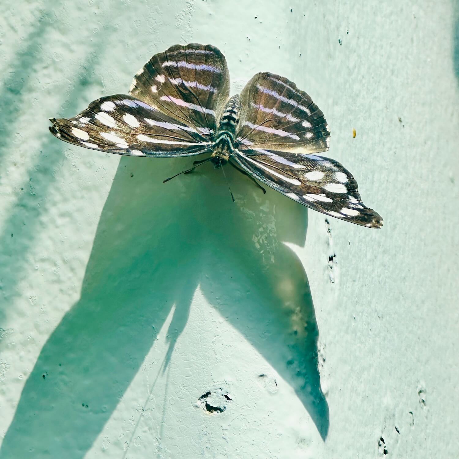 Neptis key west butterfly conservatory