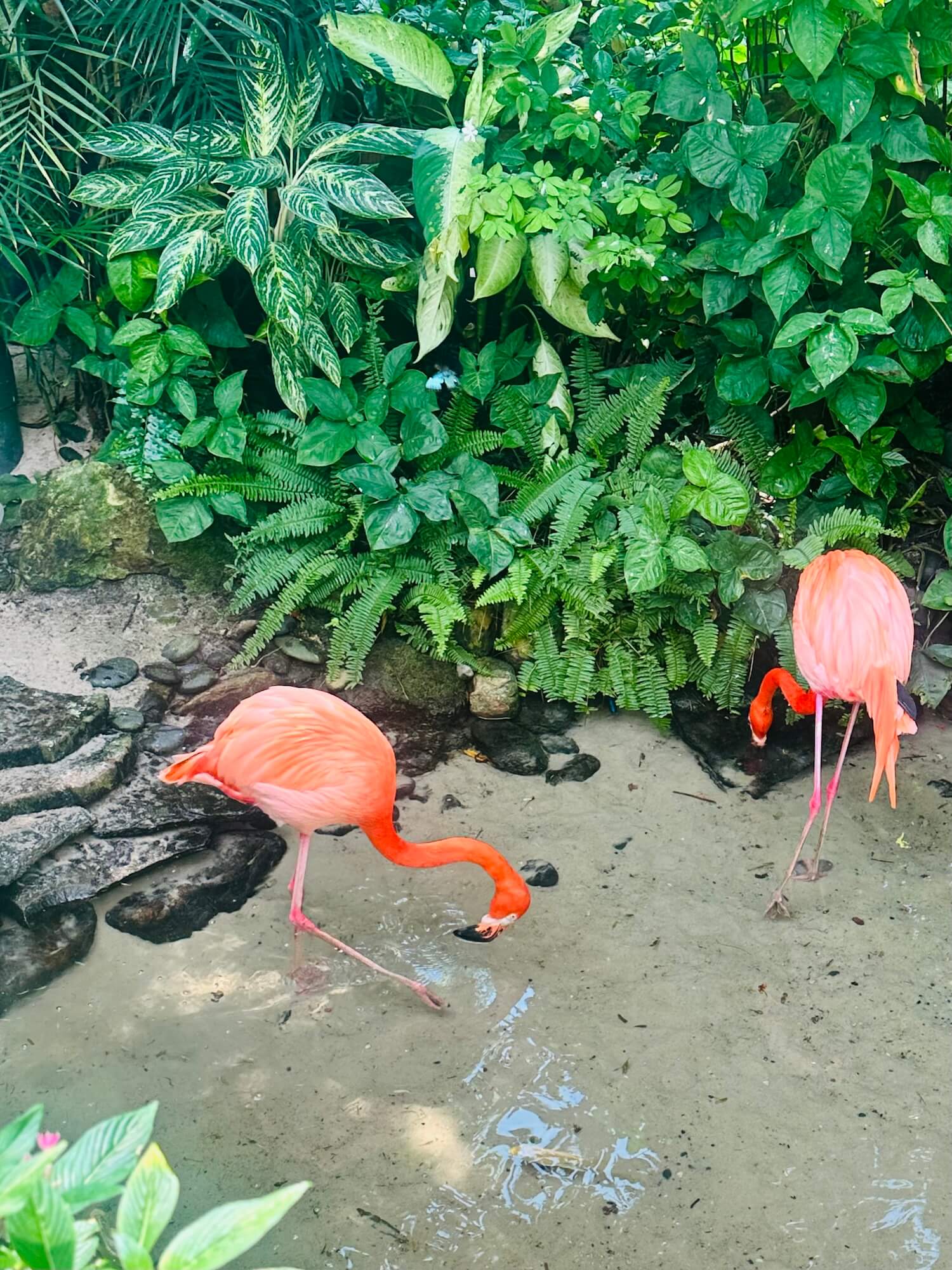 Pink flamingoes key west florida