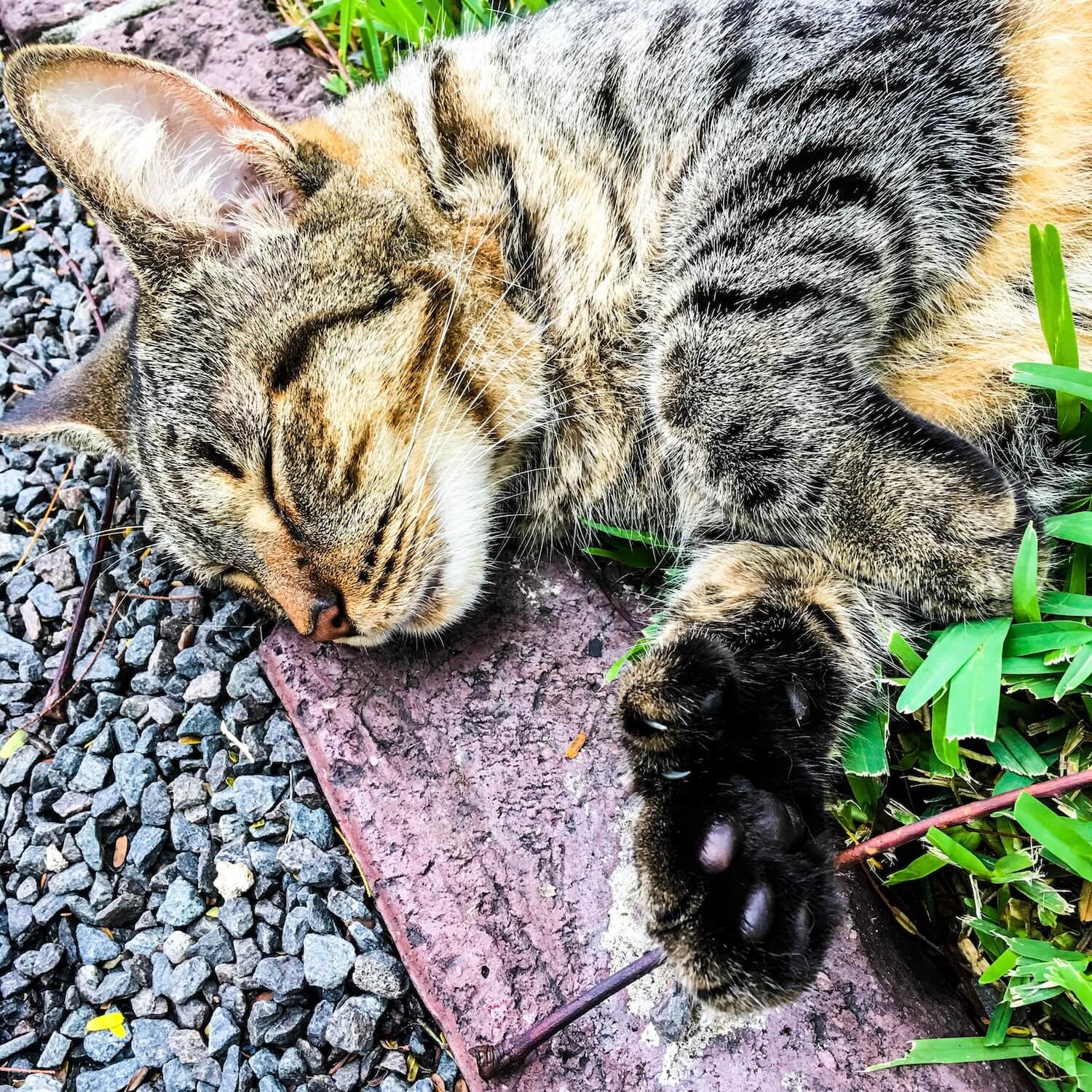 Polydactyl cat hemingway house key west