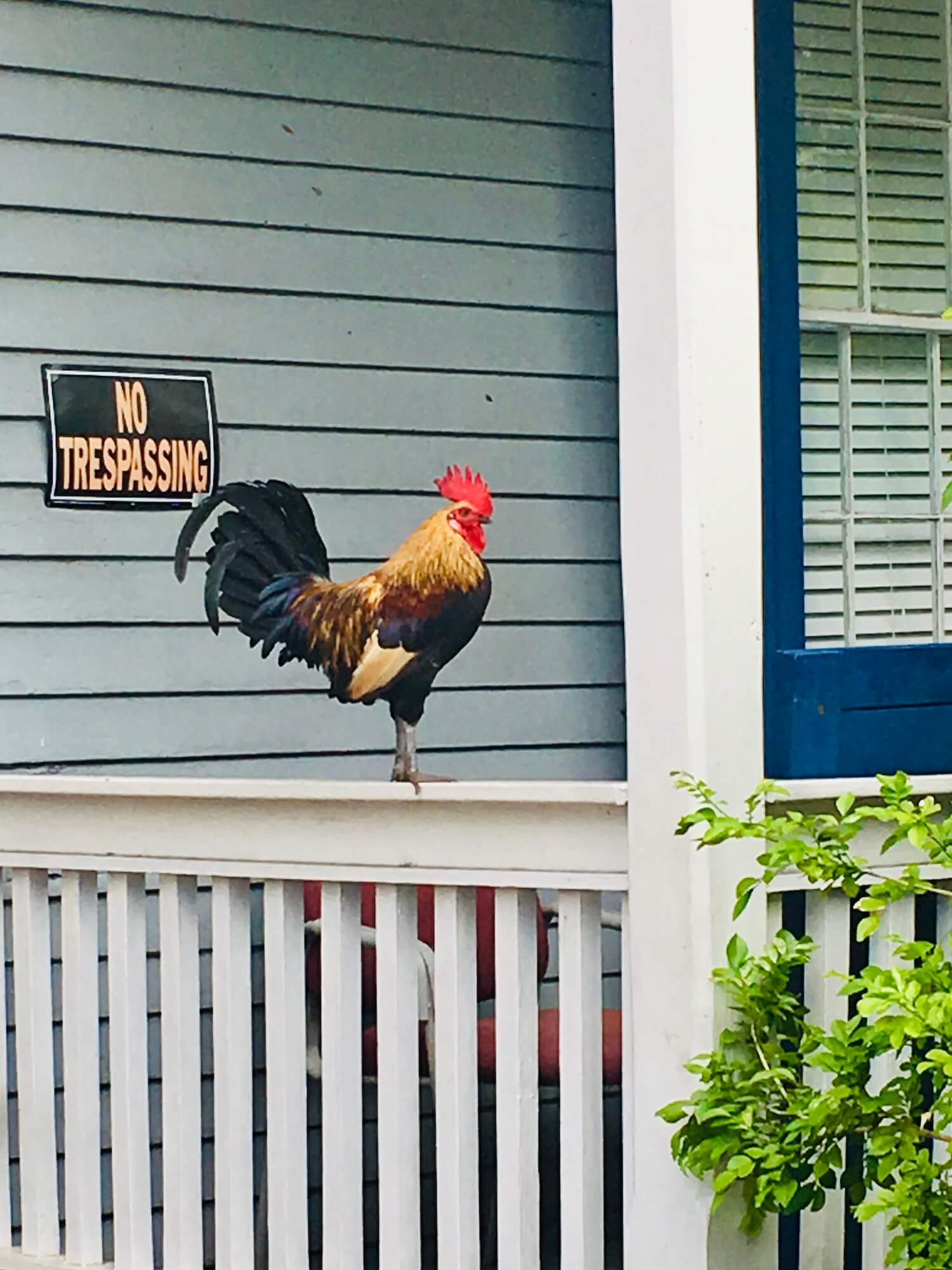 Rooster key west florida