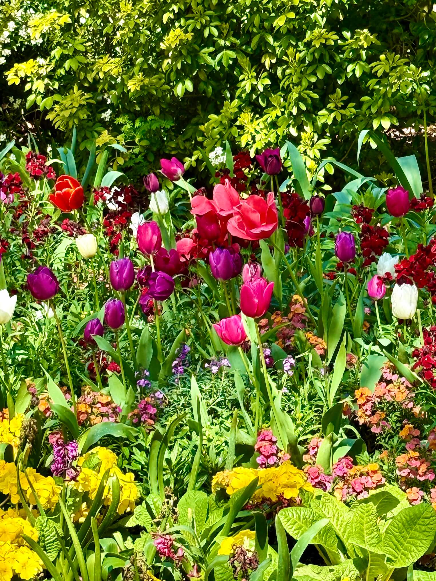tulips st james park london