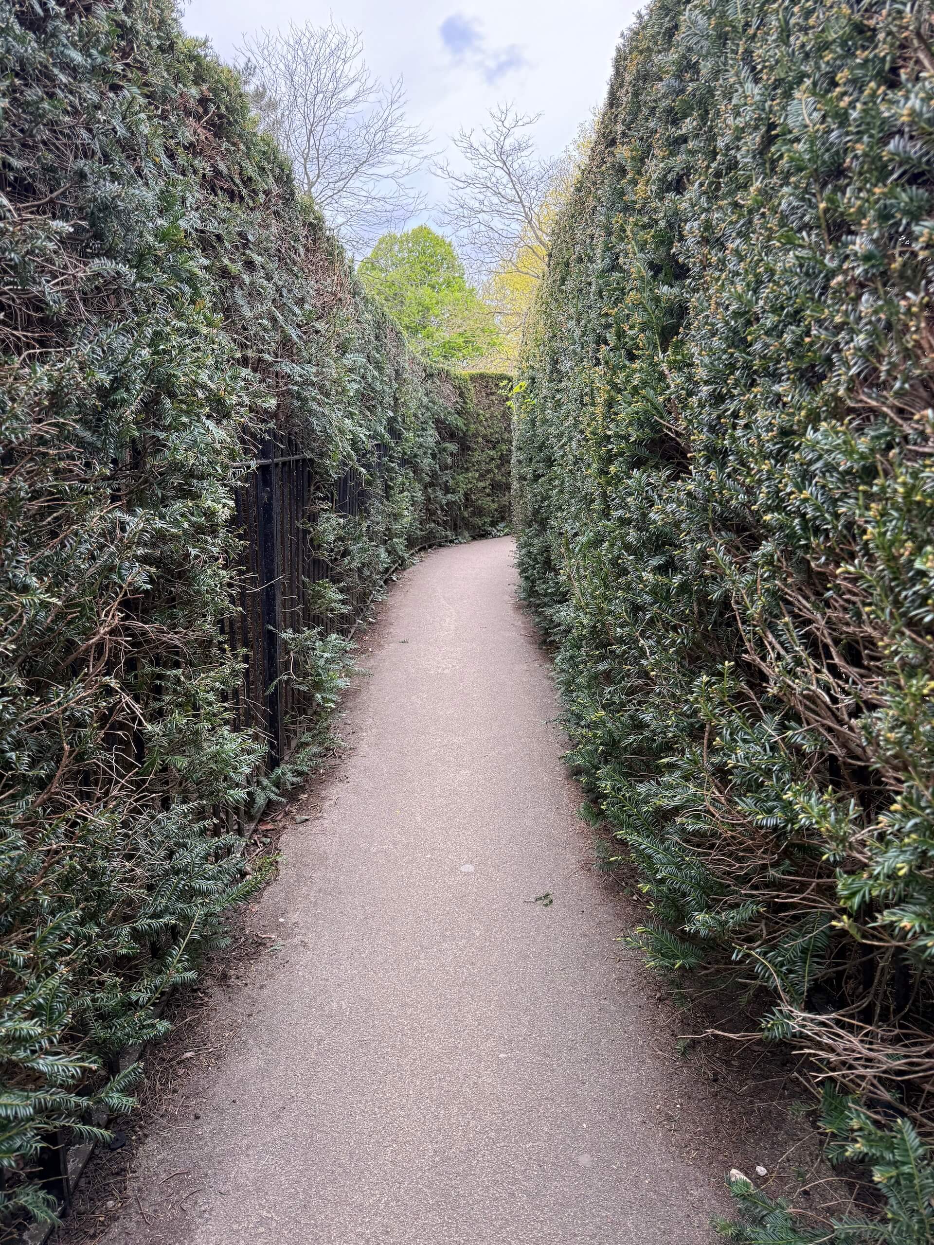 hedge maze hampton court palace