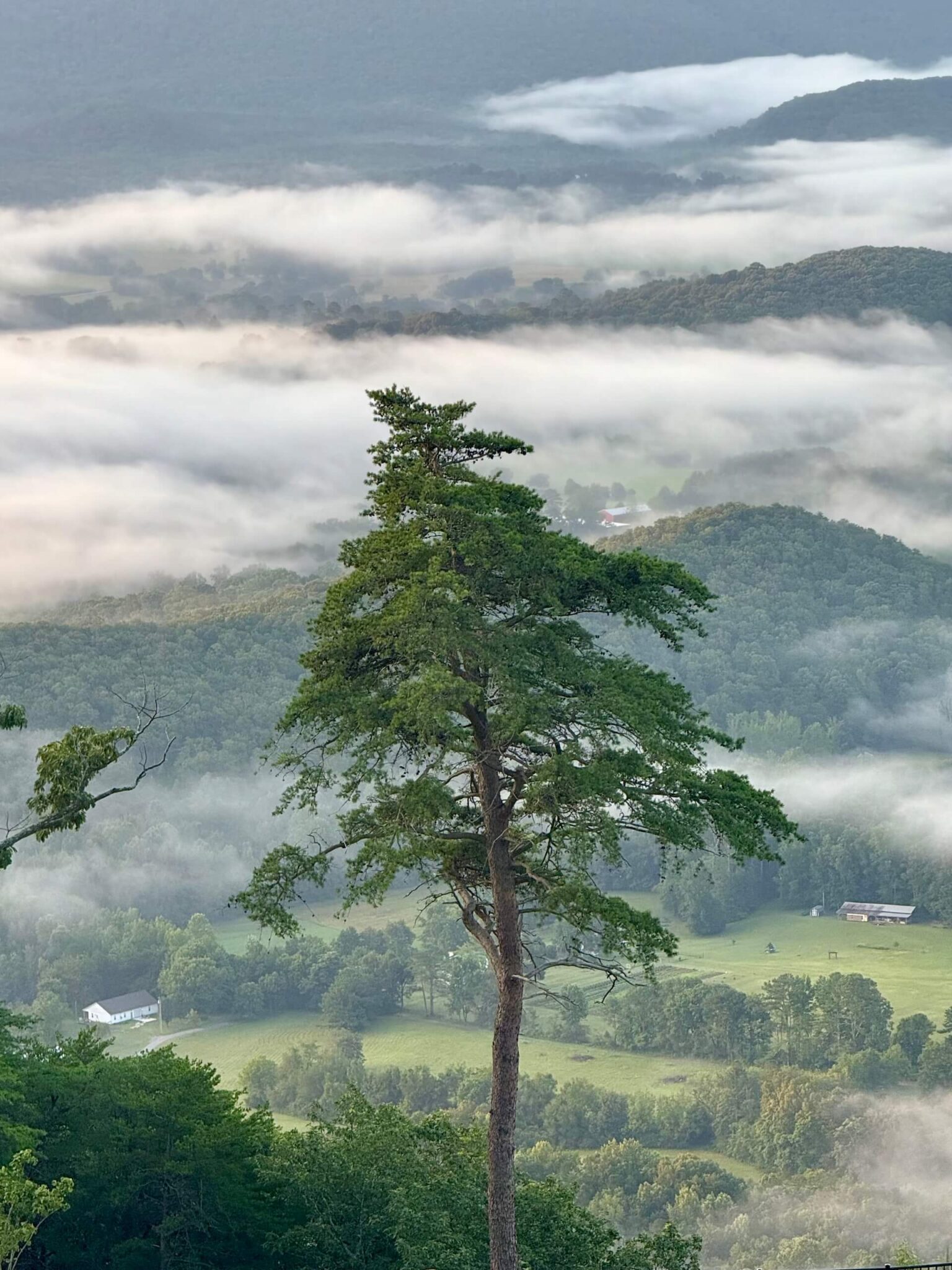 tree clouds cloudland at mclemore resort