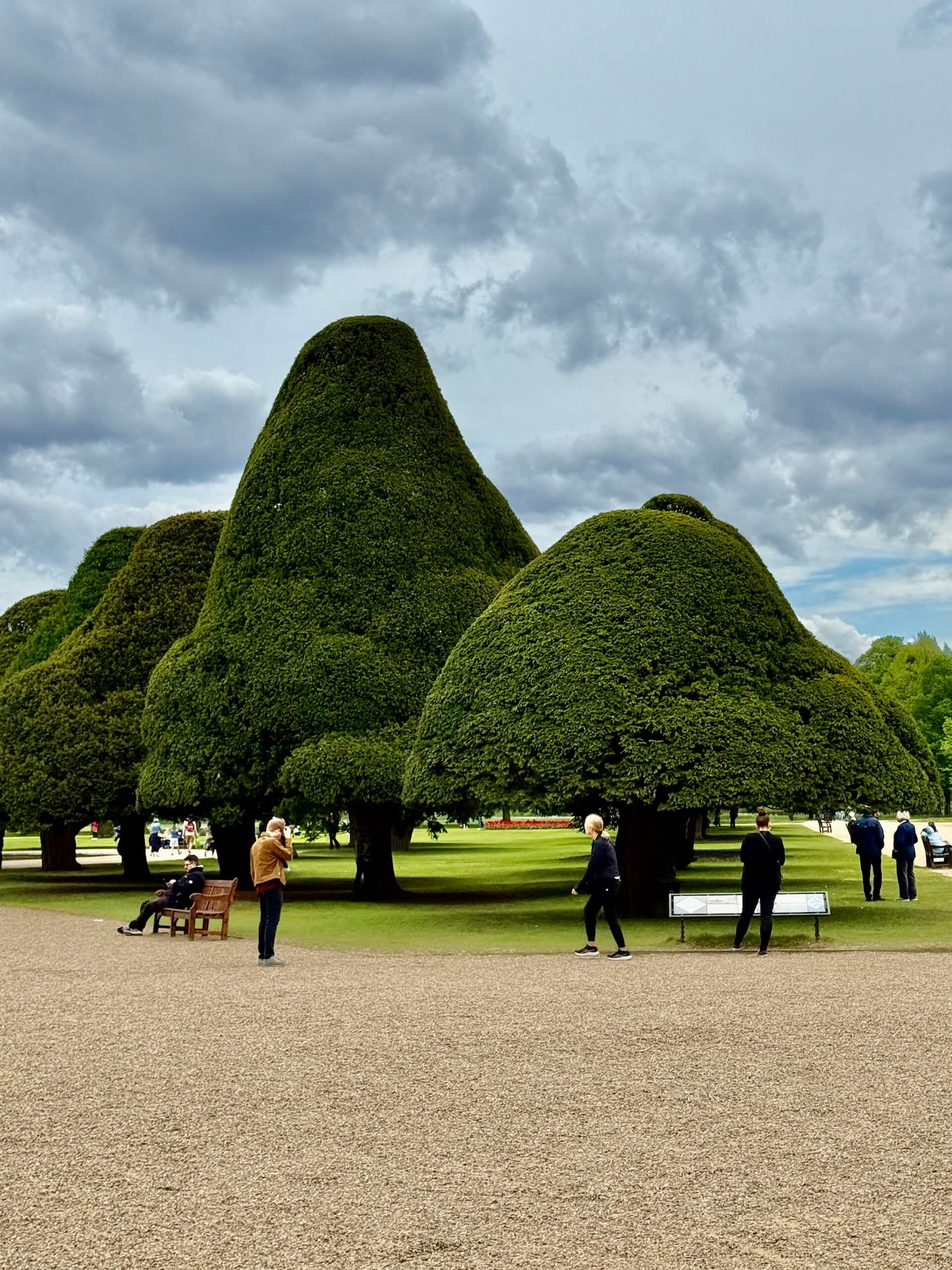 yew trees hampton court palace