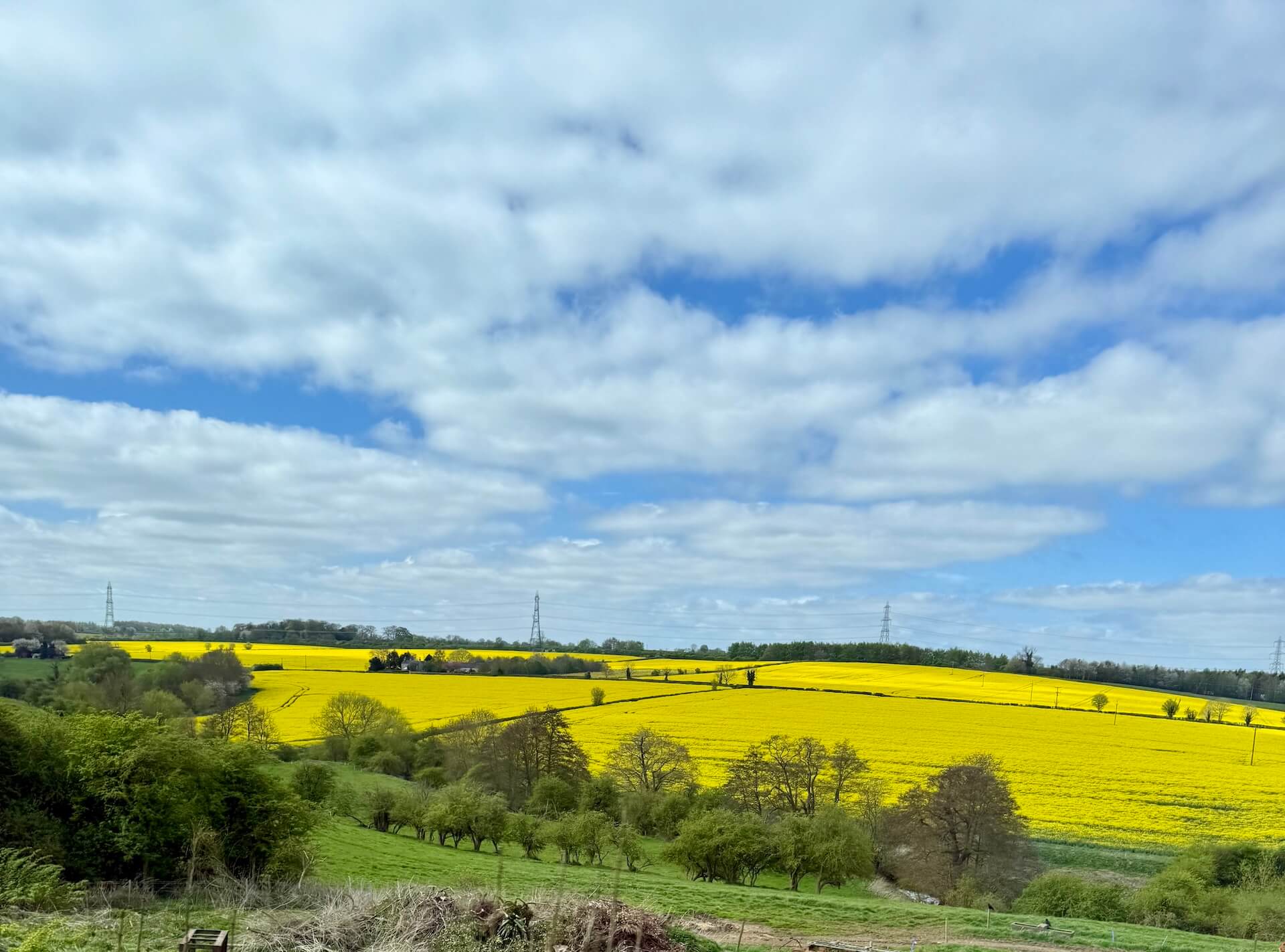 yellow rapeseed field in England