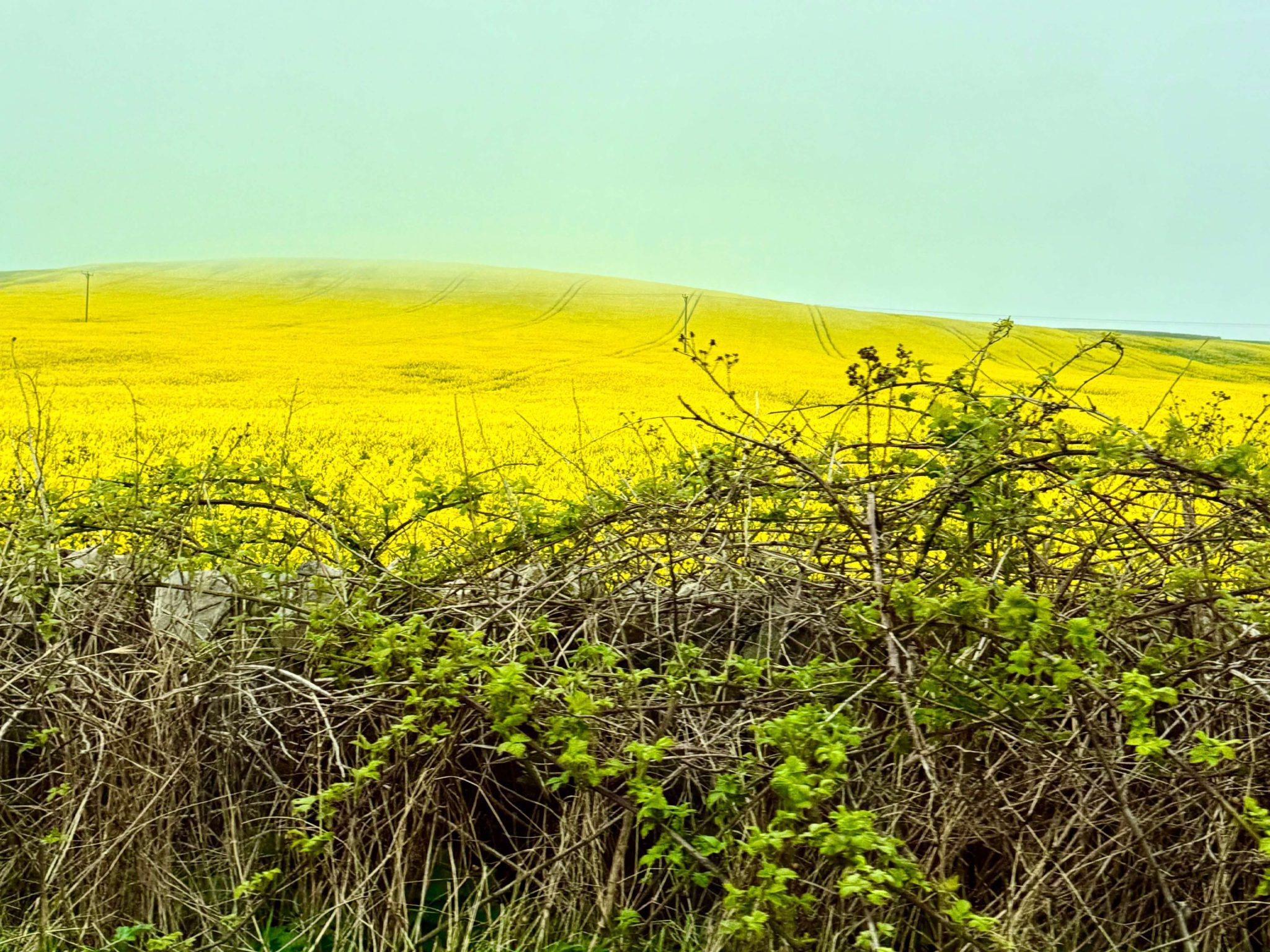 yellow rapeseed field scotland